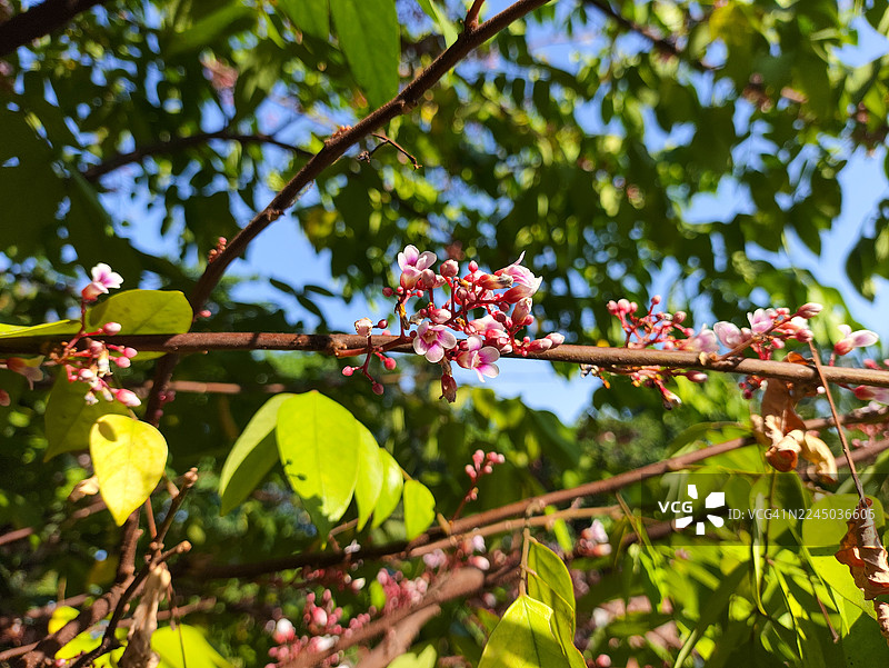 仰视视角，一根树枝上绽放着娇嫩的粉色花朵和花蕾，背景是湛蓝的天空和葱郁的绿叶。图片素材