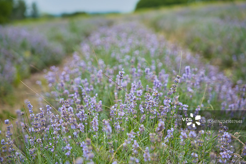 加拿大伍德布里奇薰衣草马球农场盛开的鲜艳薰衣草花朵特写，构成美丽的自然图案图片素材