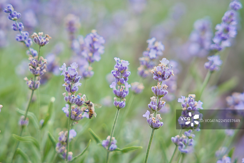 加拿大伍德布里奇薰衣草农场，紫色薰衣草花丛中的蜜蜂特写图片素材