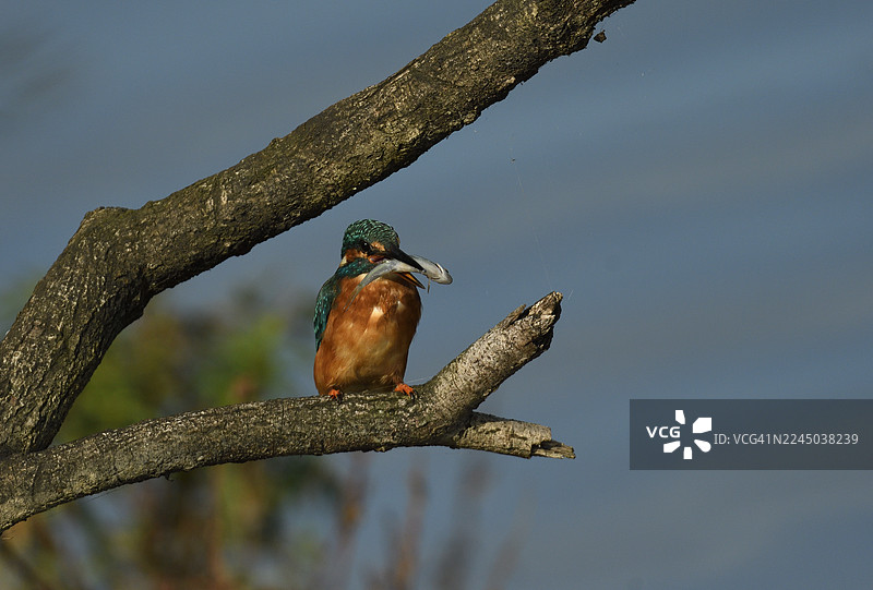 一只色彩鲜艳的翠鸟栖息在树枝上，嘴里叼着刚捕获的鱼，背景是柔和的蓝色。图片素材