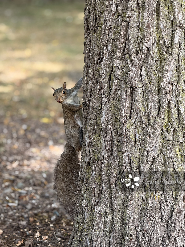 一只好奇的松鼠从公园的树干后面探出头来图片素材