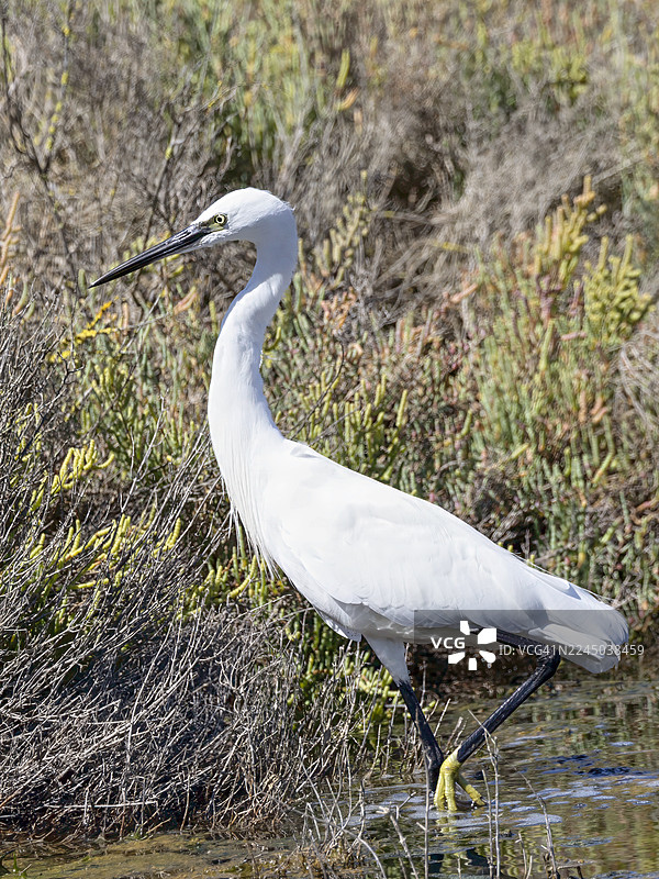 白鹭在海边植被旁的浅水中涉水图片素材