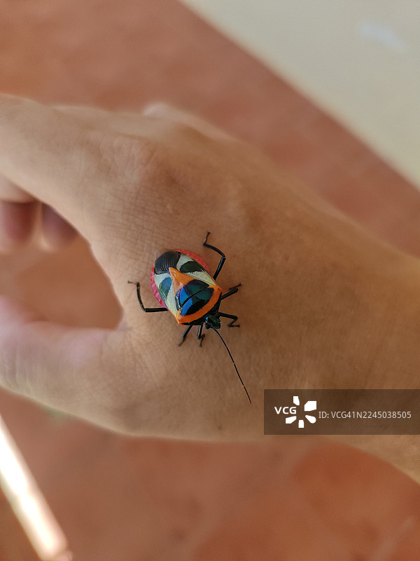 一只色彩斑斓的盾蝽停在人手上的特写，展现了自然的 and 人与野生动物的互动之美图片素材