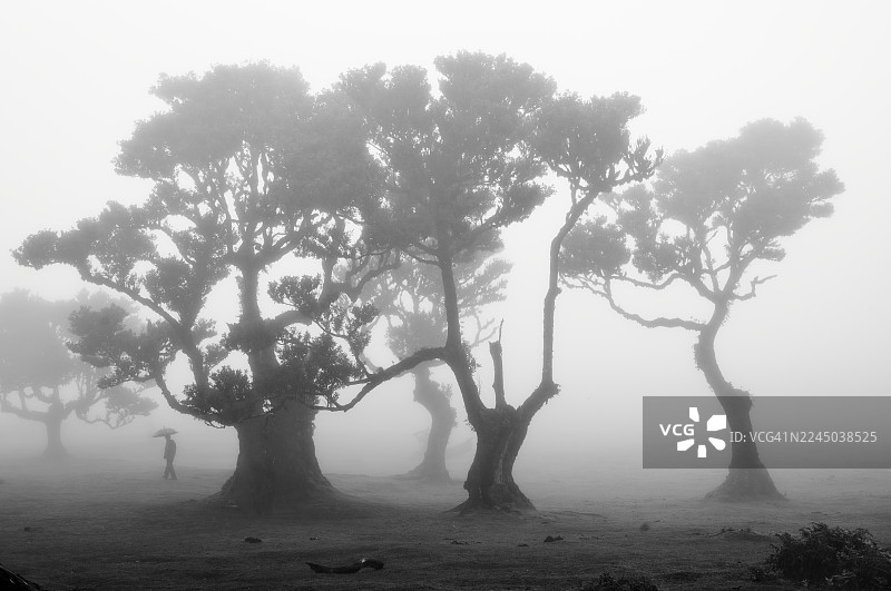 迷雾笼罩的浓密景观中，树木和打伞的人的神秘剪影图片素材
