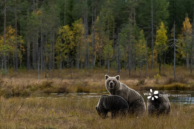 三只棕熊在自然荒野景观中图片素材