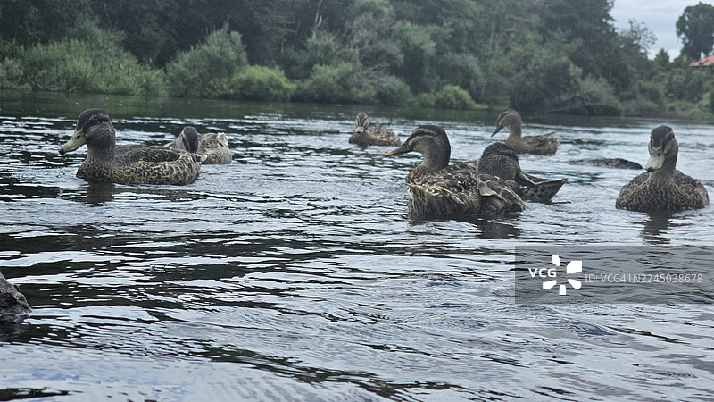 一群绿头鸭在宁静的河流中优雅地游泳图片素材