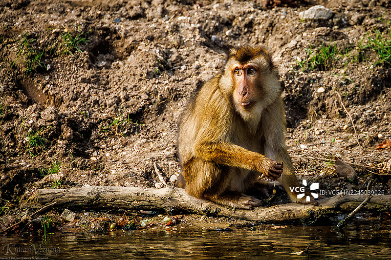 自然森林环境水中坐着的猴子肖像图片素材