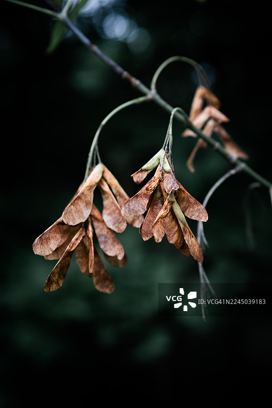 特写镜头展示了悬挂在树枝上的干枯枫树种子，彰显了自然循环的细节图片素材