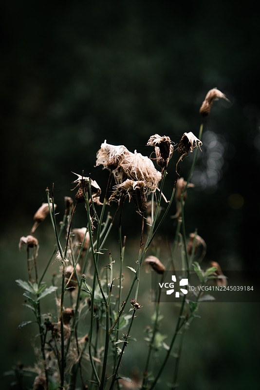 特写镜头，展示田野中干枯凋零的植物，背景黑暗模糊，唤起衰败和自然循环的主题图片素材