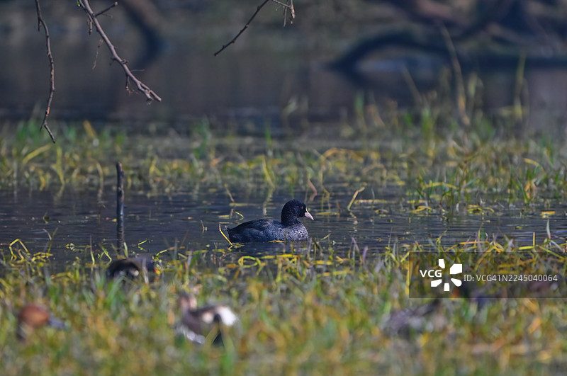 欧亚鸊鴴优雅地游弋在长满茂盛绿色植被的湿地中图片素材
