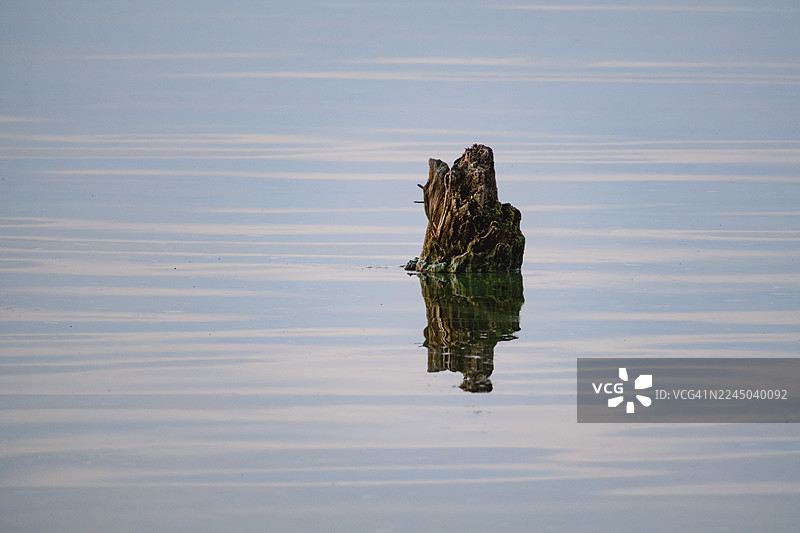 饱经风霜的树桩从宁静的湖水中浮现，构成了一幅宁谧而富有倒影的自然景象图片素材
