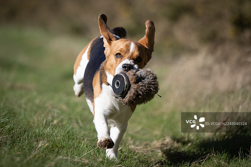 阳光明媚的日子里，一只精力充沛的米格鲁犬在草地上奔跑，嘴里叼着玩具。图片素材