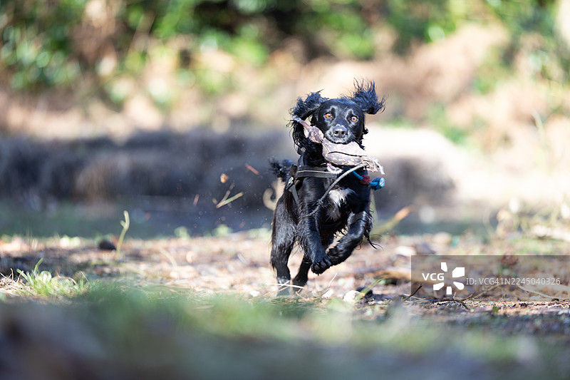 一只精力充沛的黑狗嘴里叼着玩具，在田野里奔跑图片素材
