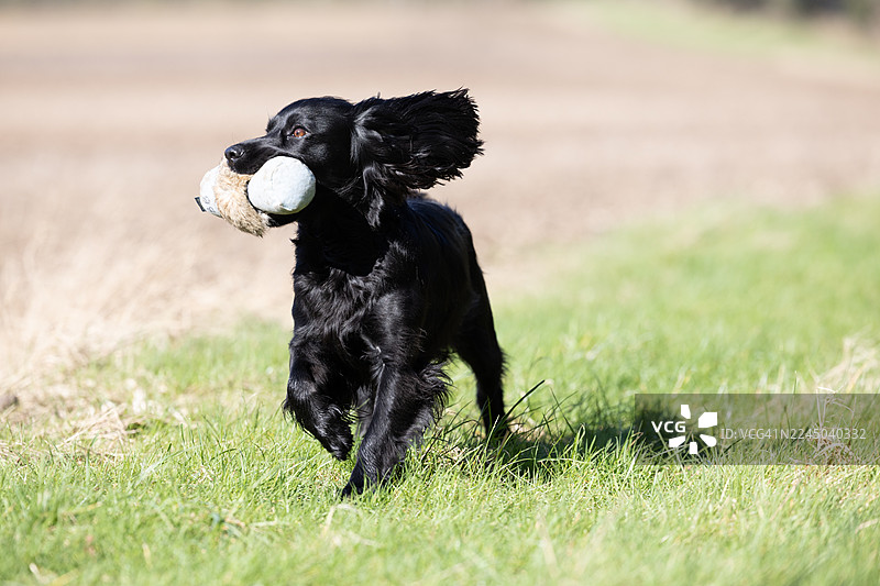 阳光明媚的一天，一只黑色的可卡犬嘴里叼着玩具，奔跑在草地上图片素材