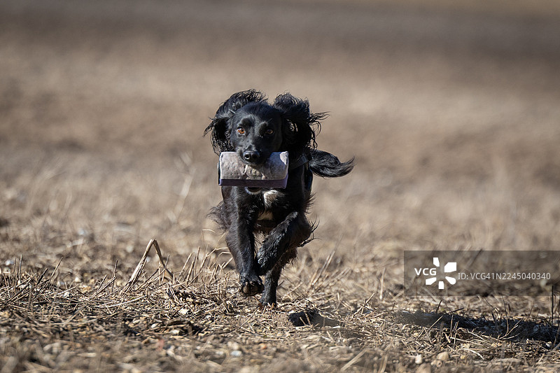 一只胸前有白色斑块的黑狗，嘴里叼着一个训练假人，在田野里奔跑，特写镜头图片素材