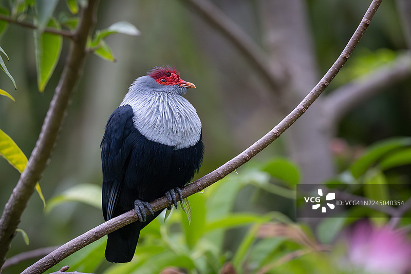 特写：一只红头鸽栖息在枝头，周围是郁郁葱葱的绿色环境图片素材