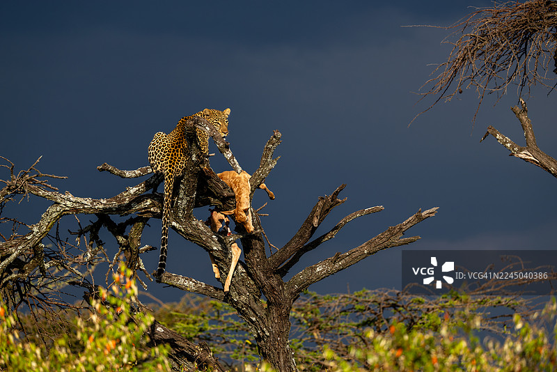 一只豹子在树上，嘴里叼着猎物，背景是戏剧性的非洲荒野天空图片素材