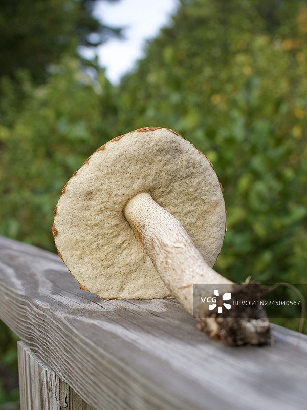 特写镜头，一只蘑菇横躺在户外的木制栏杆上，其底部纹理清晰可见，背景是模糊的绿色叶子。图片素材