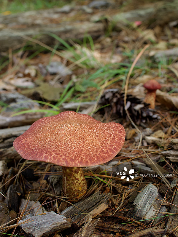 特写镜头：一朵红帽蘑菇，表面有纹理，生长在森林地面上，周围散落着松针和木屑。图片素材