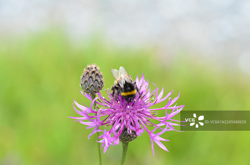 近距离拍摄蜜蜂在绿色田野里为紫色花朵授粉图片素材