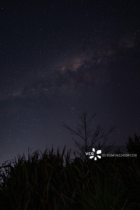 夜空中树木剪影的低角度视图，展示了银河系和无数的星星图片素材