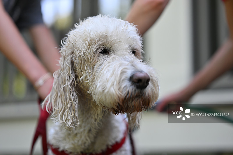 户外给湿漉漉的毛发蓬乱的狗狗洗澡的特写，背景中可见人手图片素材