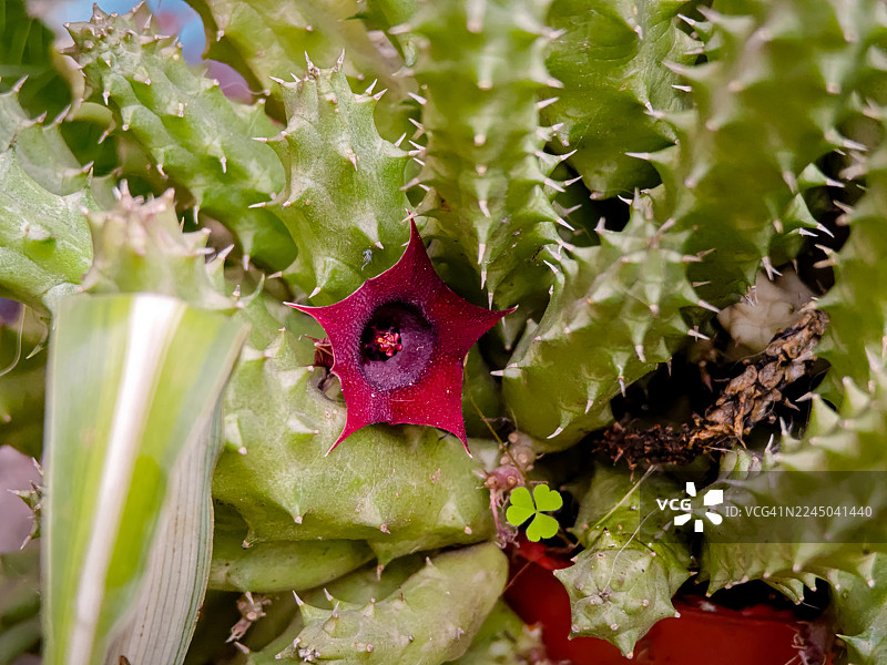 特写仙人掌植物，有鲜艳的红花和尖刺，展示其独特的纹理和色彩图片素材