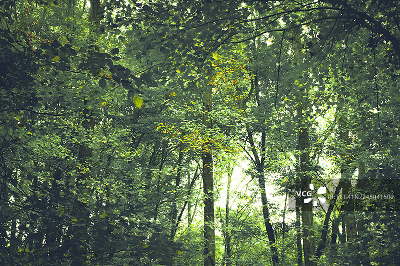 仰视茂密森林中郁郁葱葱的绿树，突显大自然的优美与宁静图片素材