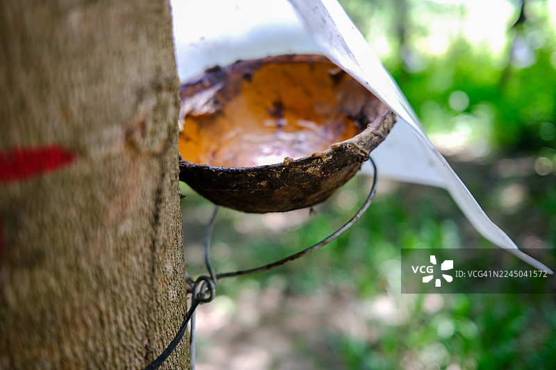 特写：碗在橡胶种植园里收集树木流出的橡胶乳胶图片素材