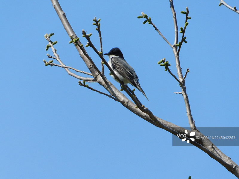一只东方王鹟栖息在树枝上，背景是晴朗的蓝天，可以看到初春的新芽图片素材