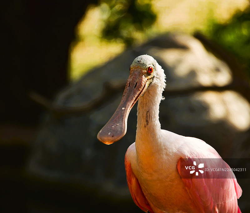 特写一只玫瑰琵鹭，展示其独特的喙和粉红色的羽毛，在户外拍摄，背景为深色。图片素材