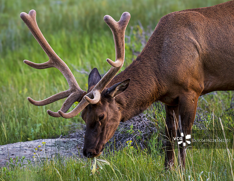 一只长着巨大鹿角的雄鹿侧身在生机勃勃的绿草地上吃草图片素材