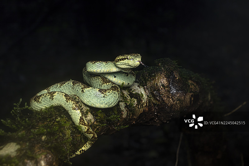 黑暗中，一条绿色的蛇盘绕在长满苔藓的树枝上，吐着信子，特写镜头。图片素材