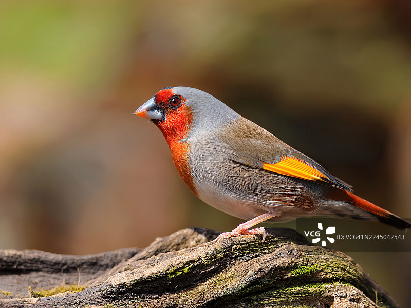 特写一只拥有红灰羽毛的活泼的雀鸟，它栖息在自然界的一根长满苔藓的原木上。图片素材