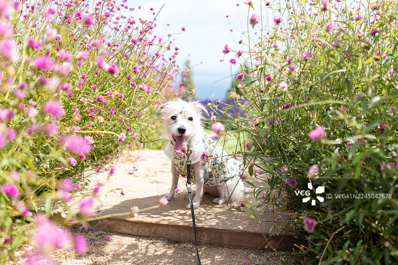一只穿着花裙子的快乐白狗，站在公园小径上，周围环绕着粉红色的花朵。图片素材