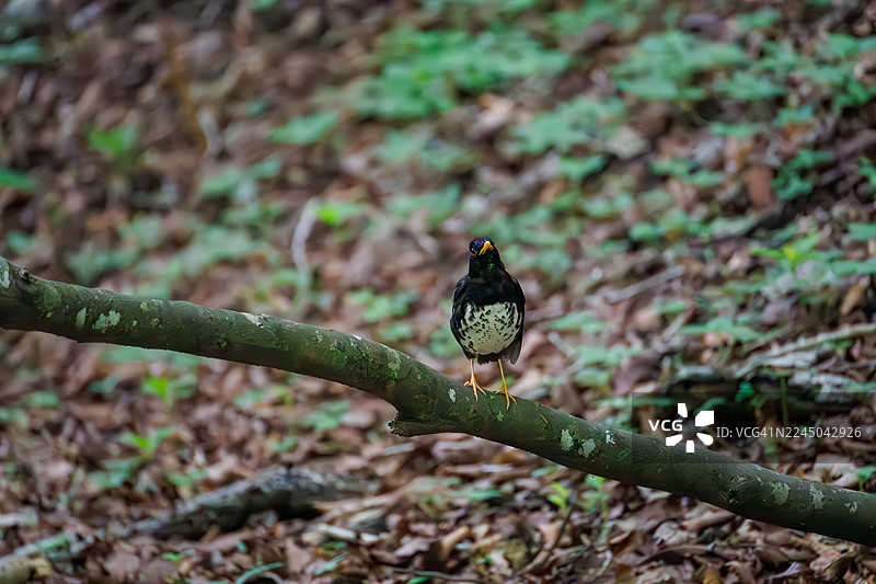 日本灰鸫（Turdus cardis）在日本山梨县富士吉田市大门春季在泉水中沐浴，野生鸟类，观鸟活动 - 2025图片素材