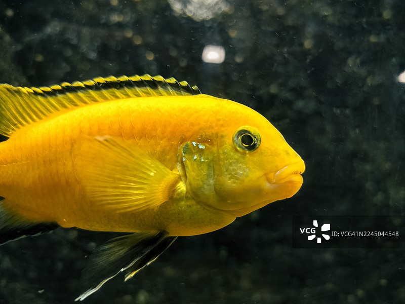 特写：一条鲜黄色的鱼在水族箱里游动图片素材