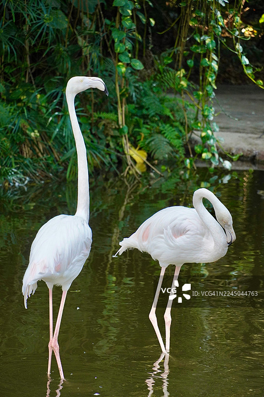 两只优雅的火烈鸟优雅地站立在宁静的湖泊中，周围环绕着郁郁葱葱的绿色植物。图片素材