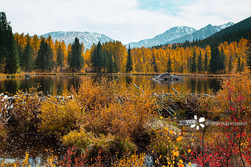 秋季生机勃勃的湖泊景观，金色树木和雪山，美国Leadville，派克圣伊莎贝尔国家森林图片素材