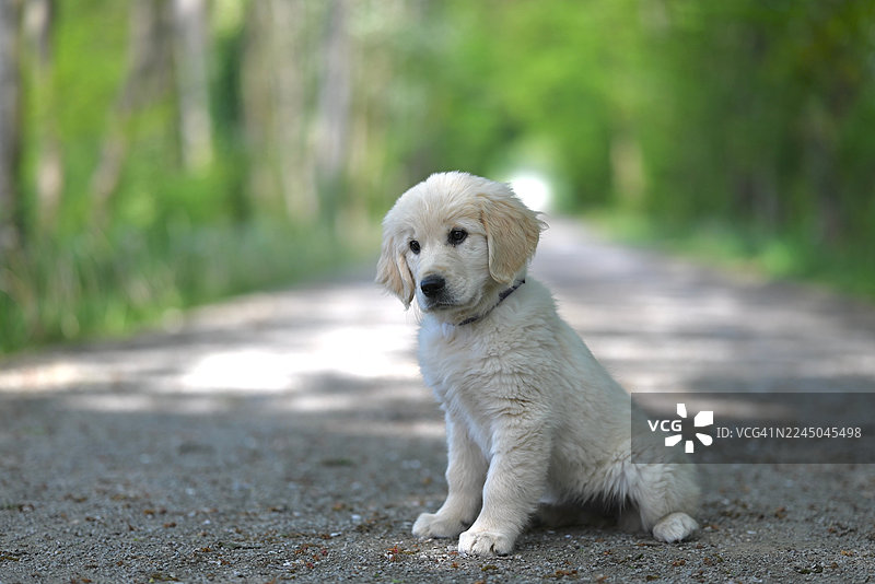 一只可爱的金毛猎犬幼崽坐在一片绿意盎然的公园的砂石路上图片素材
