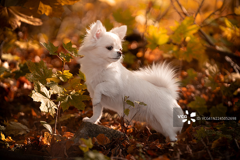 秋季肖像：一只长发奇瓦瓦幼犬图片素材