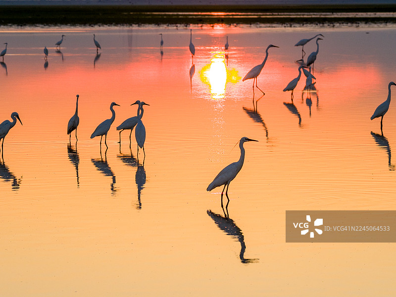 日落时分河岸上的鸟儿剪影。图片素材