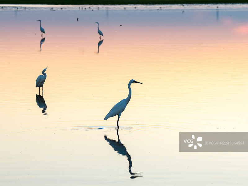 夕阳下河岸边剪影般的鸟儿图片素材