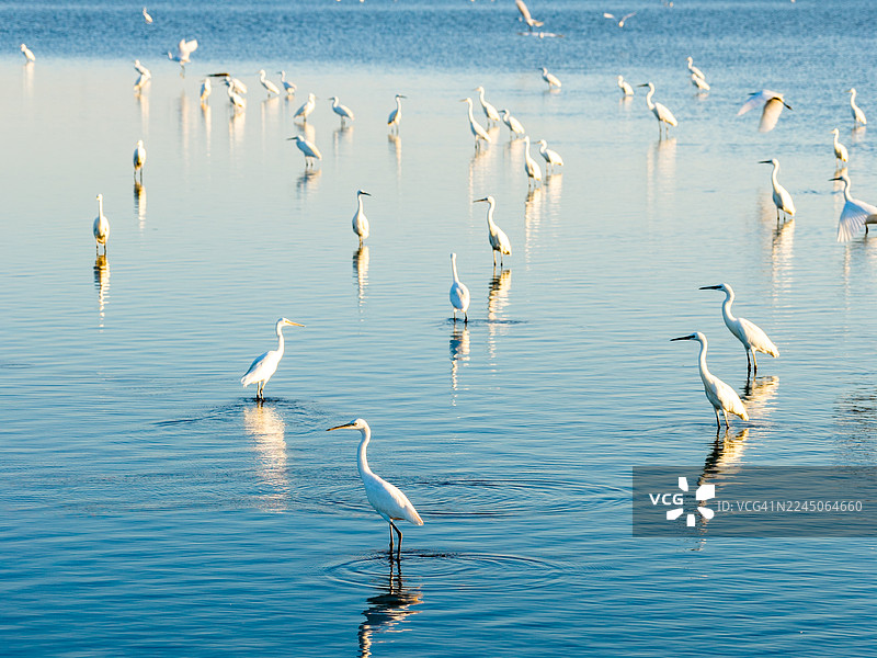 一群白鹭在水中觅食图片素材