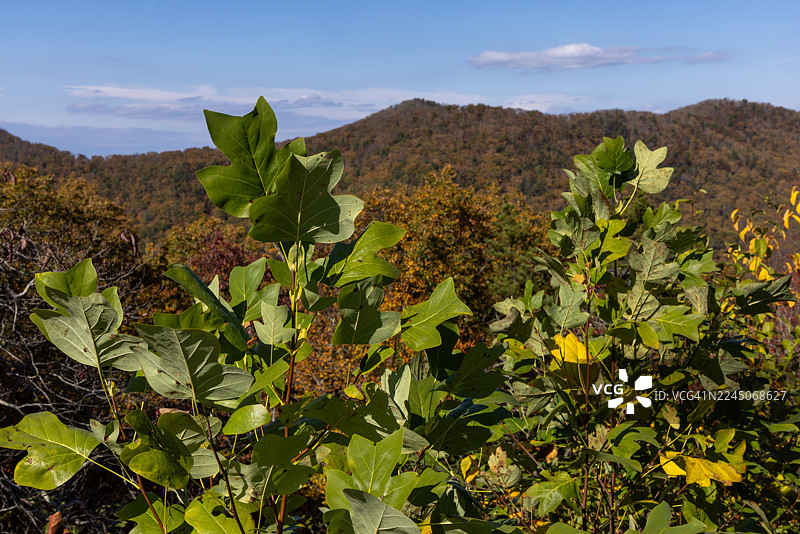 蓝岭观景点郁金香树叶图片素材