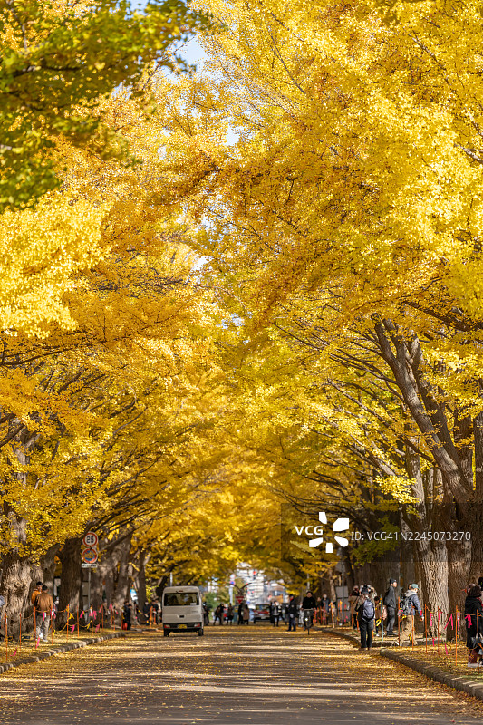 日本札幌市的黄色银杏街道图片素材