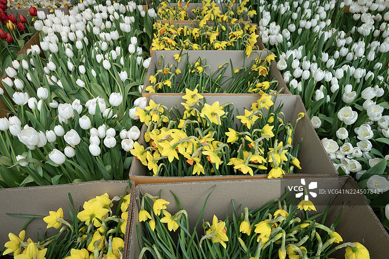 一盒黄郁金香摆放在白郁金香之中图片素材