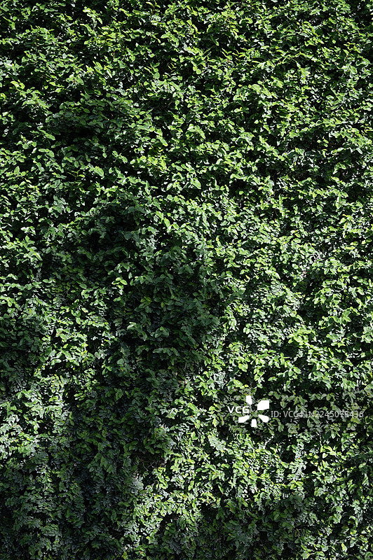 纹理全画幅，逼真的绿色叶子无缝背景图片素材