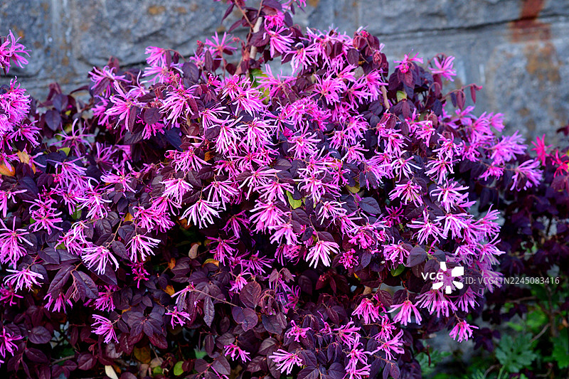 中国流苏花 / 洛丽塔花（Loropetalum chinense）：灌木/小乔木，开着娇嫩芬芳的花朵，拥有多茎拱形枝条图片素材