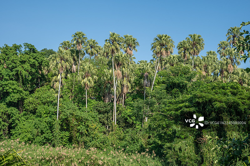 泰国乌隆他尼府，坎查那武里森林的风景。图片素材
